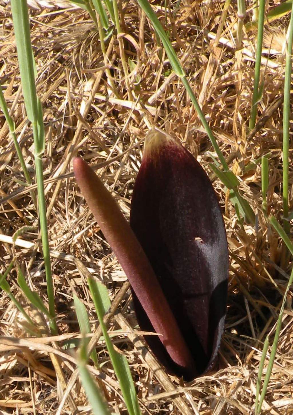 Biarum tenuifolium